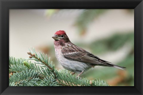 Framed Close-up of Male Cassin&#39;s Finch in Pine Tree, British Columbia, Canada Print