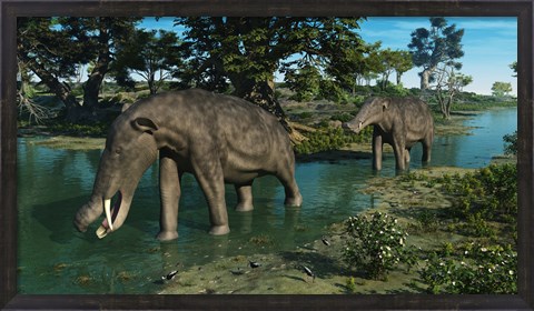 Framed pair of Platybelodon grazing in a shallow stream Print