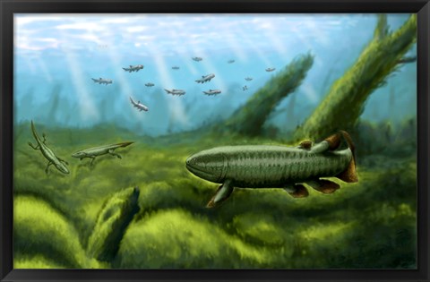 Framed Holoptychius, Tulerpeton and Moythomasia, prehistoric fish of the Devonian period Print