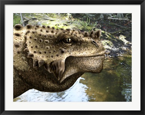 Framed Close-up of the head of a Scutosaurus tuberculatus Print