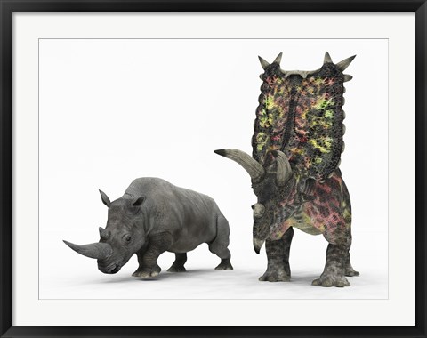 Framed adult Pentaceratops compared to a modern adult White Rhinoceros Print