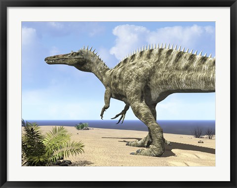 Framed carnivorous Suchomimus wanders a beach on the ancient Tethys Ocean Print