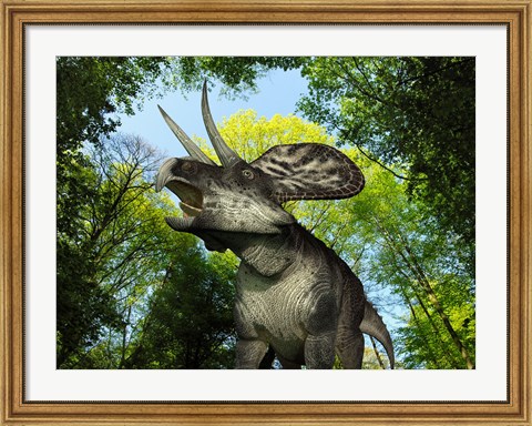 Framed Zuniceratops wanders a Cretaceous forest Print