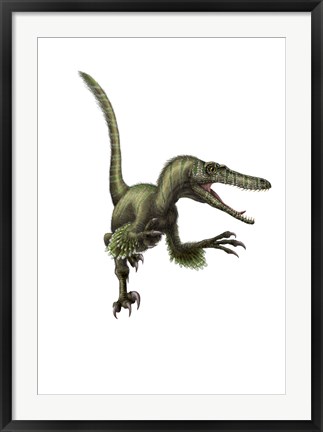 Framed Velociraptor, white background Print