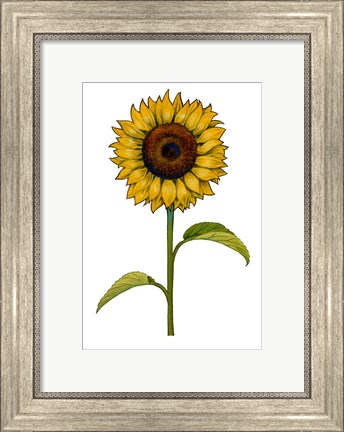 Framed Floral Sunflower Print