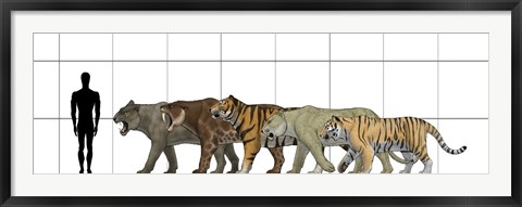 Framed Big Felines Size Chart Print