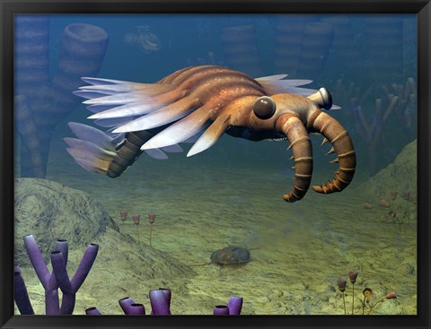 Framed Anomalocaris Explores a Middle Cambrian Age Ocean Floor Print