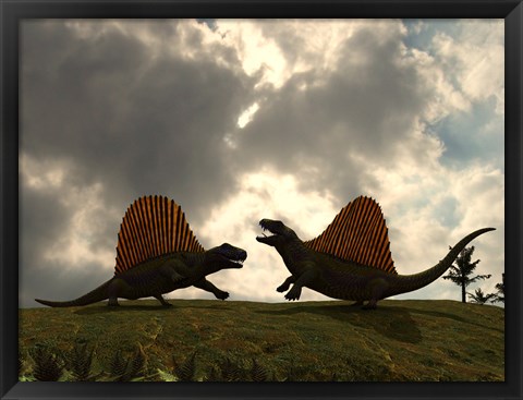 Framed Dimetrodon Fight Over Territory Print