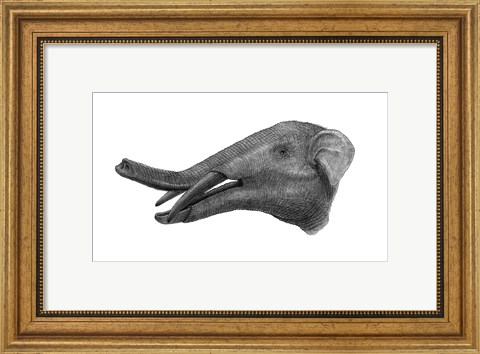 Framed Pencil Drawing of Gomphotherium Print