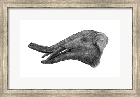 Framed Pencil Drawing of Gomphotherium Print