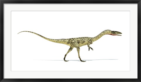 Framed Coelophysis Dinosaur on White Background Print