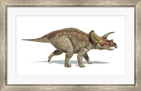 Framed Triceratops Dinosaur on White Background Print