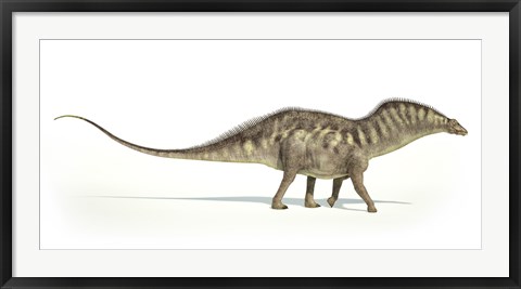 Framed Amargasaurus Dinosaur on White Background Print