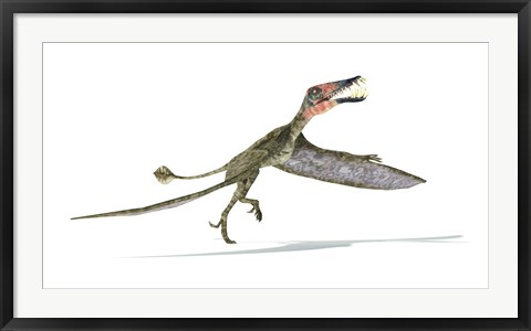 Framed Dorygnathus Dinosaur Print