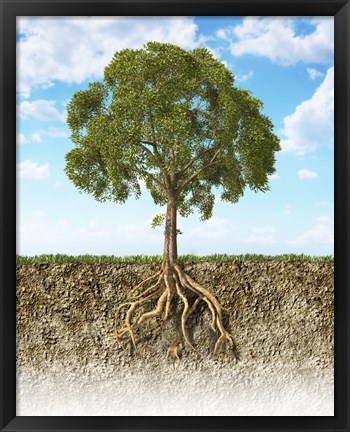 Framed Cross section of Soil Showing a Tree with its Roots Print