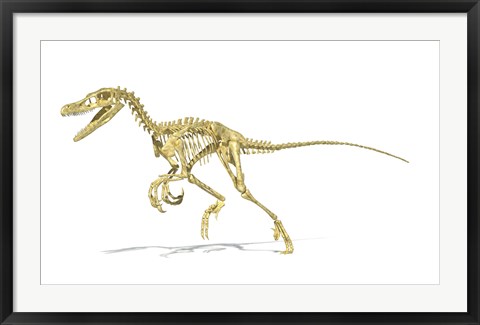 Framed 3D Rendering of a Velociraptor Dinosaur Skeleton Print