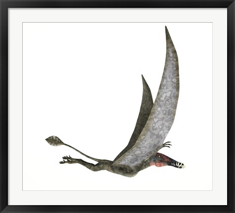 Framed Dorygnathus Flying Dinosaur Print