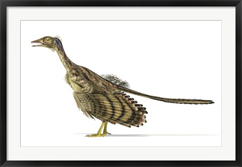 Framed Archaeopteryx Dinosaur on White Background Print