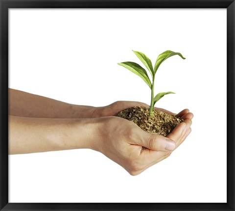 Framed Man&#39;s Hands Holding Soil with a Little Growing Green Plant Print