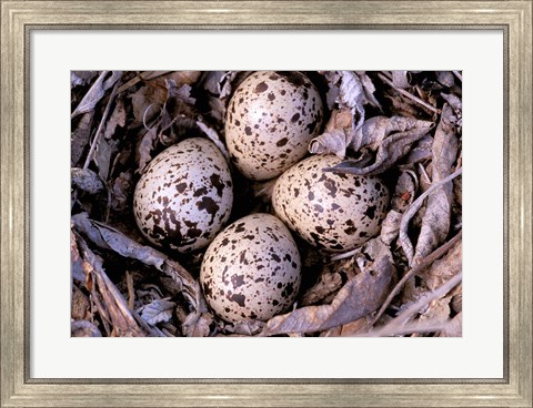 Framed Nightjar Nest and Eggs, Thaku River, British Columbia, Canada Print