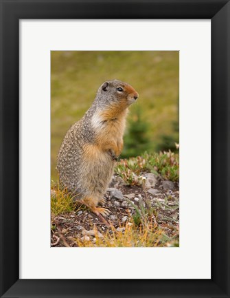 Framed British Columbia, Banff NP, Columbian ground squirrel Print