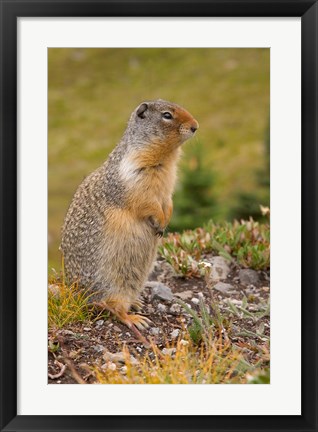 Framed British Columbia, Banff NP, Columbian ground squirrel Print