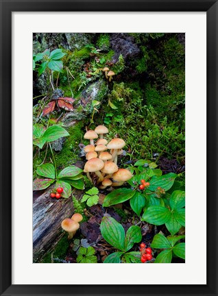 Framed British Columbia, Bowron Lakes Park Bunchberry, Forest Print