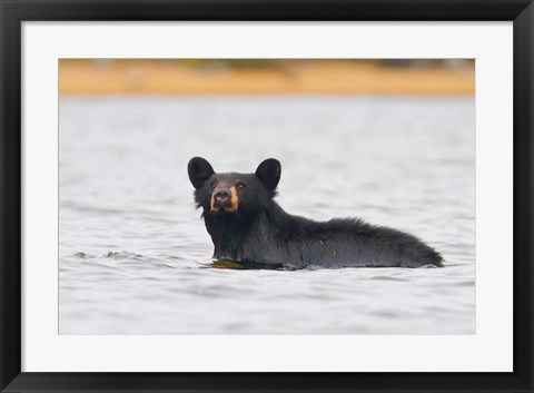 Framed British Columbia, Bowron Lakes Park, Black bear Print