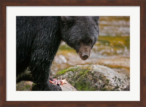 Framed British Columbia, Gribbell Island, Black bear, salmon Print