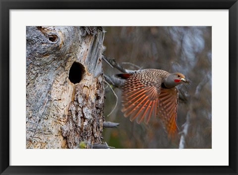 Framed British Columbia, Red-shafted Flicker bird Print