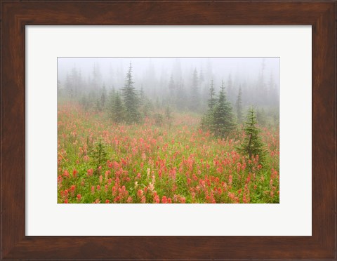 Framed British Columbia, Revelstoke NP, Misty meadow Print