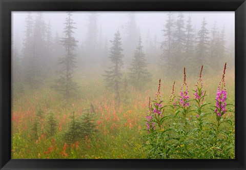 Framed Misty Meadow Scenic, Revelstoke National Park, British Columbia, Canada Print