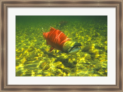 Framed British Columbia, Adams River Sockeye salmon migrating Print