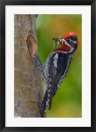 Framed Canada, British Columbia, Red-naped Sapsucker bird, nest Print