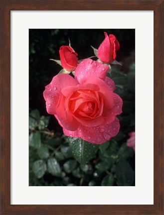 Framed English Rose in Butchart Gardens, Vancouver Island, British Columbia, Canada Print