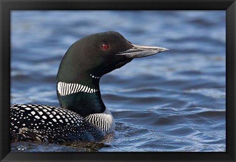 Framed British Columbia Portrait of a Common Loon bird Print