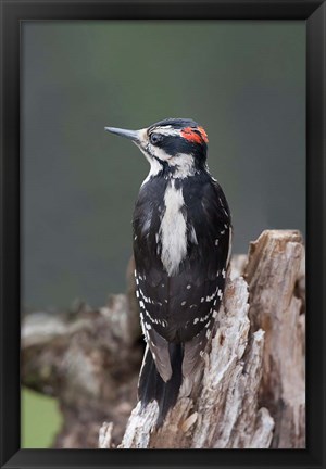 Framed British Columbia, Downy Woodpecker bird Print