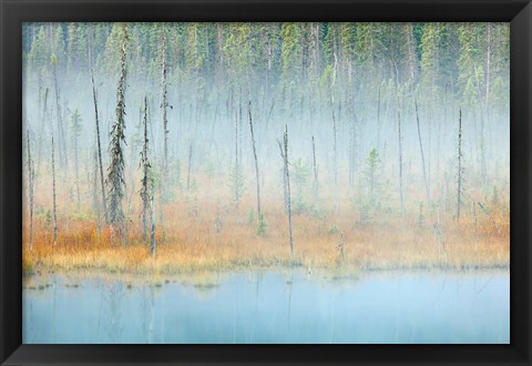 Framed Foggy pond and forest, Mount Robson PP, British Columbia, Canada Print