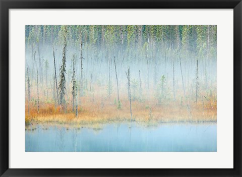 Framed Foggy pond and forest, Mount Robson PP, British Columbia, Canada Print