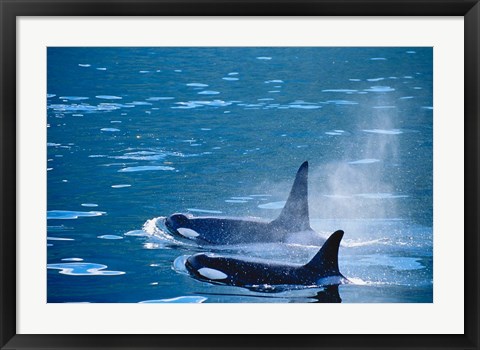 Framed Killer Whales feeding in Johnstone Strait, British Columbia, Canada Print