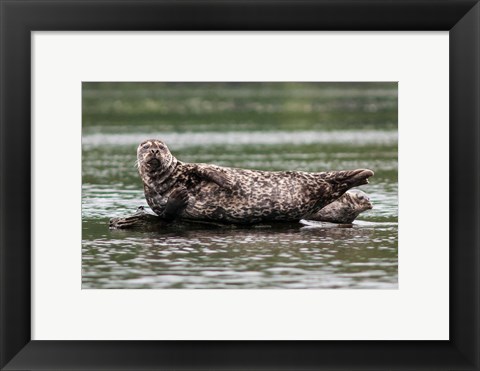 Framed Harbor seal, Great Bear Rainforest, British Columbia, Canada Print