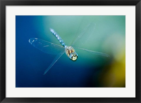 Framed Blue-eyed darner dragonfly, Insect, British Columbia Print