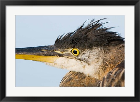 Framed Great blue heron, Boundary Bay, British Columbia Print