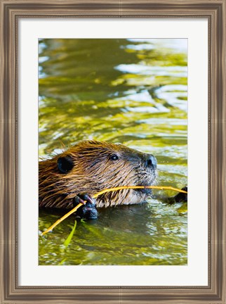 Framed Head of American Beaver, Stanley Park, British Columbia Print