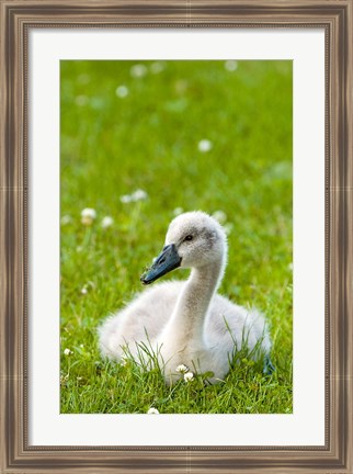 Framed Mute swan cygnet, Stanley Park, British Columbia Print