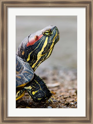 Framed Red-eared pond slider turtle, British Columbia Print