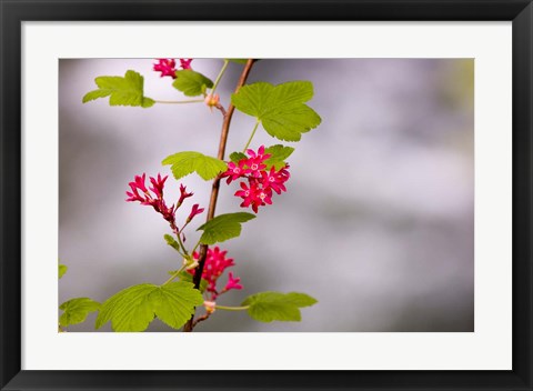 Framed Red-flowering currant, Vancouver, British Columbia Print