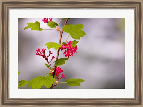 Framed Red-flowering currant, Vancouver, British Columbia Print