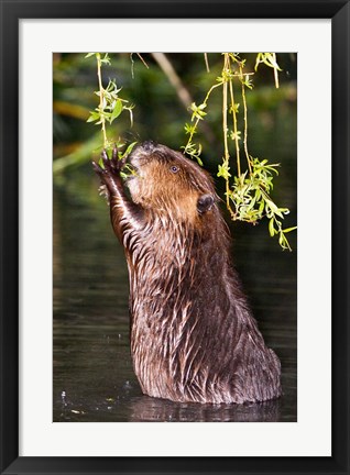 Framed American Beaver, Stanley Park, British Columbia Print