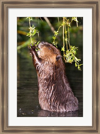 Framed American Beaver, Stanley Park, British Columbia Print